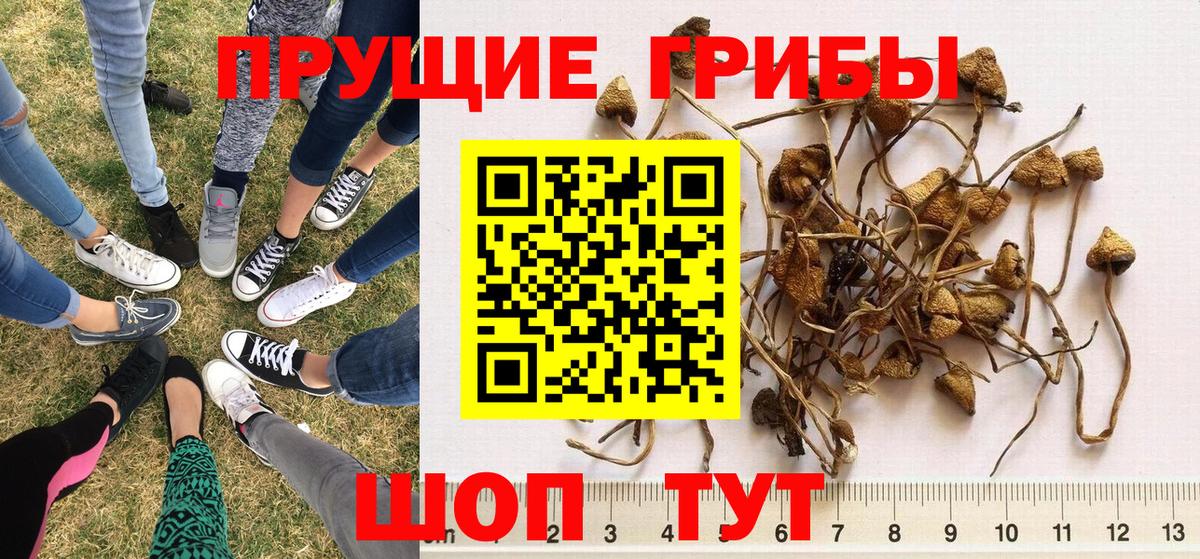 Луховицы  Галлюциногенные грибы Cubensis  Вход с VPN 